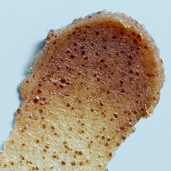 Buy ๐ฏ Fresh Sugar Lip Polish Exfoliator ๐คฉ 4 Buy ๐ฏ Fresh Sugar Lip Polish Exfoliator ๐คฉ - Image 2